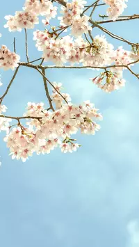 iPhone 16 spring wallpaper