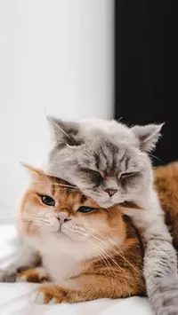 cat couples wallpaper
