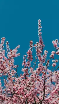 spring preppy flowers wallpaper