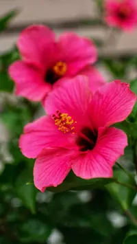 pink Hibiscus wallpaper